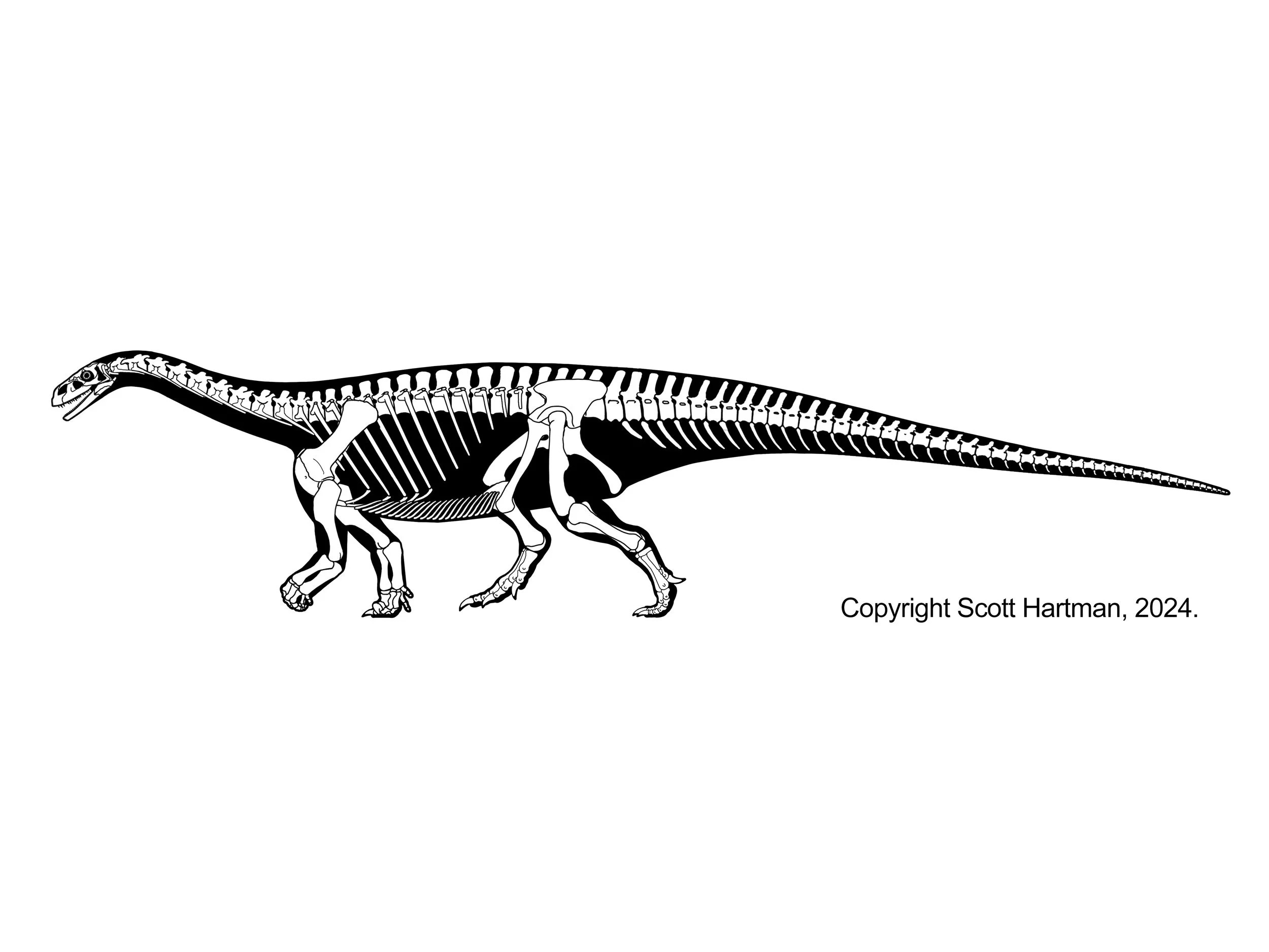 Skeletal reconstruction of a basal sauropodomorph ("prosauropod") in left lateral view