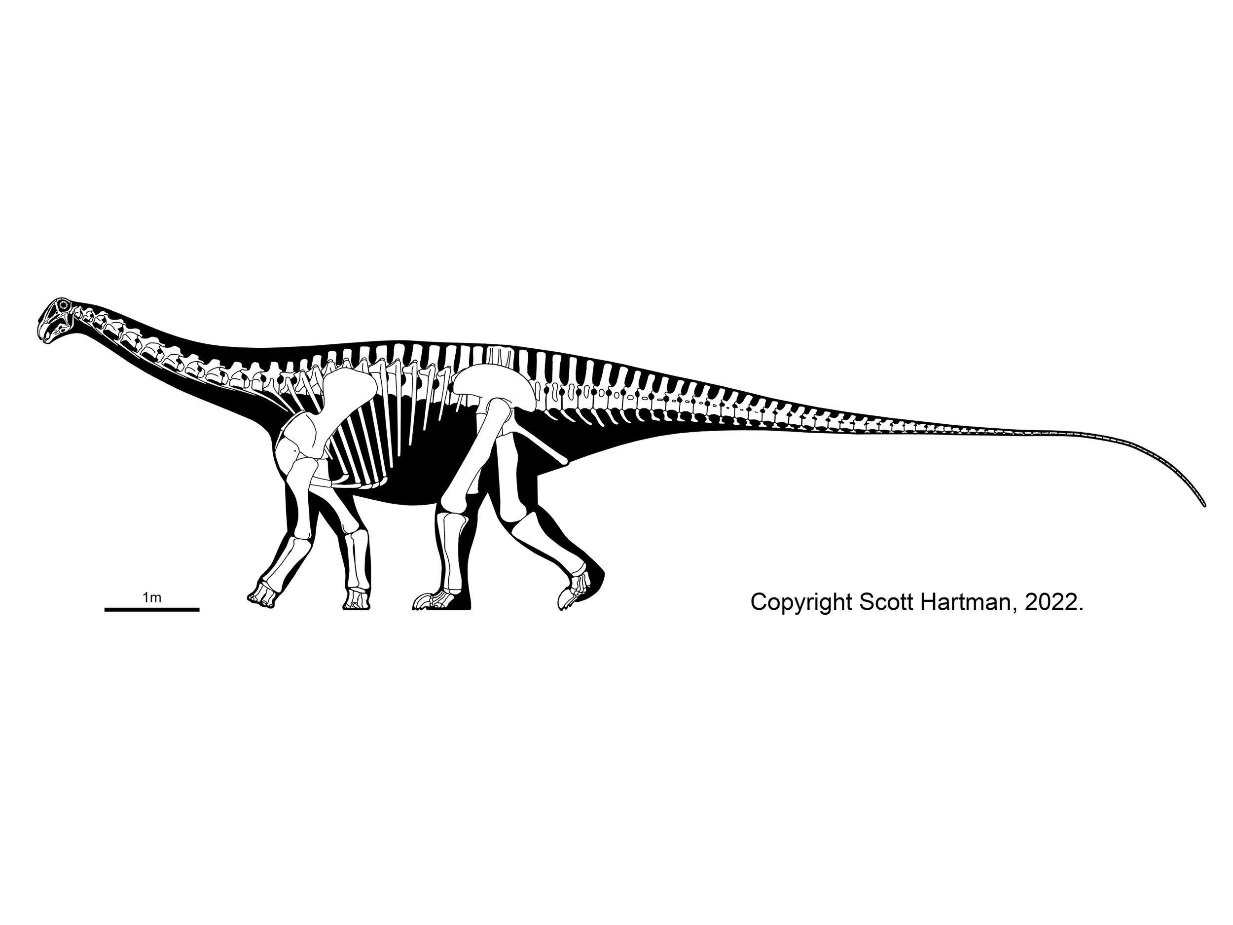Skeletal reconstruction of a long-necked sauropod in left lateral view, walking