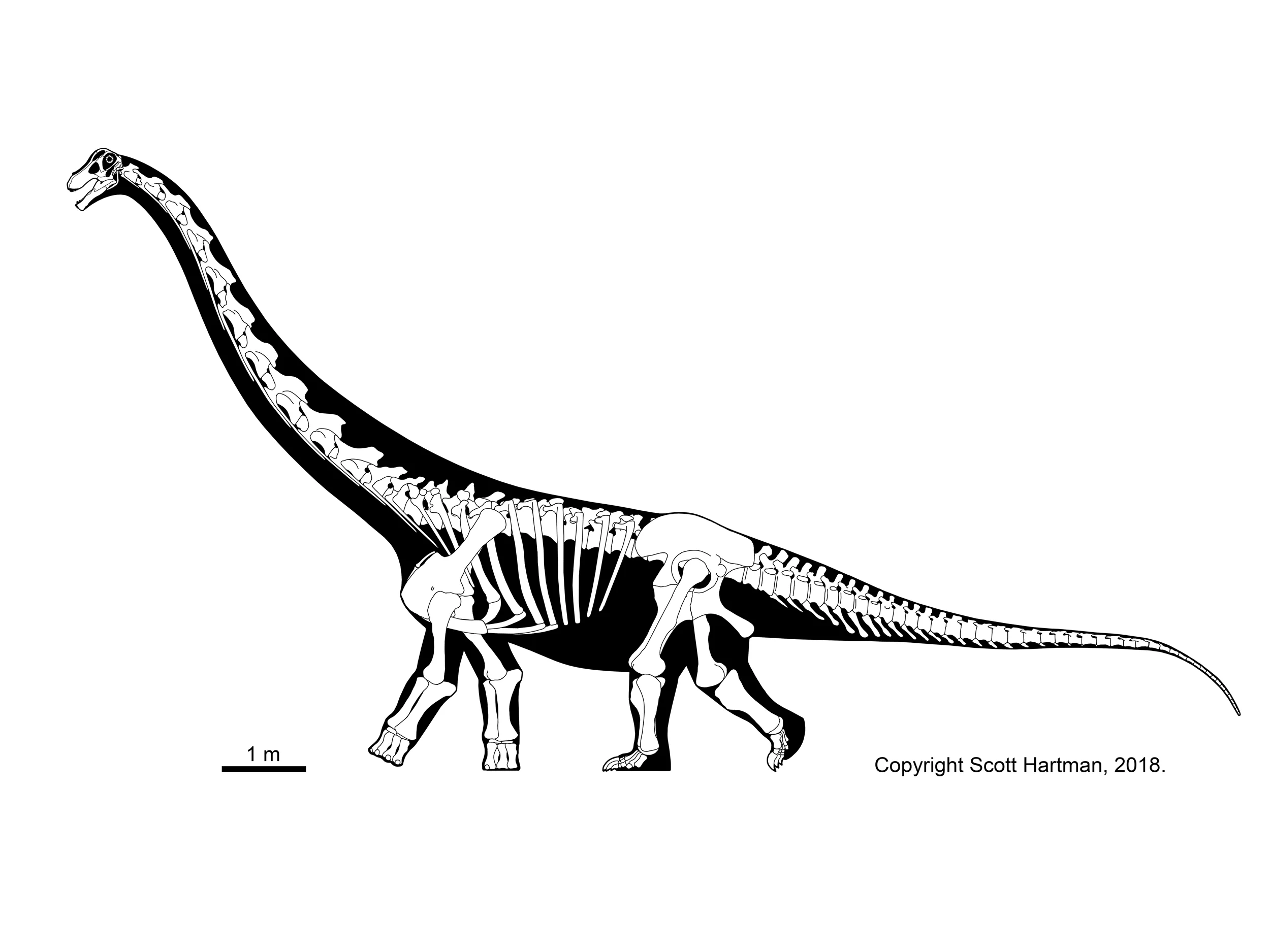 Skeletal reconstruction of a brachiosaur-like sauropod in left lateral view, with a steeply raised neck