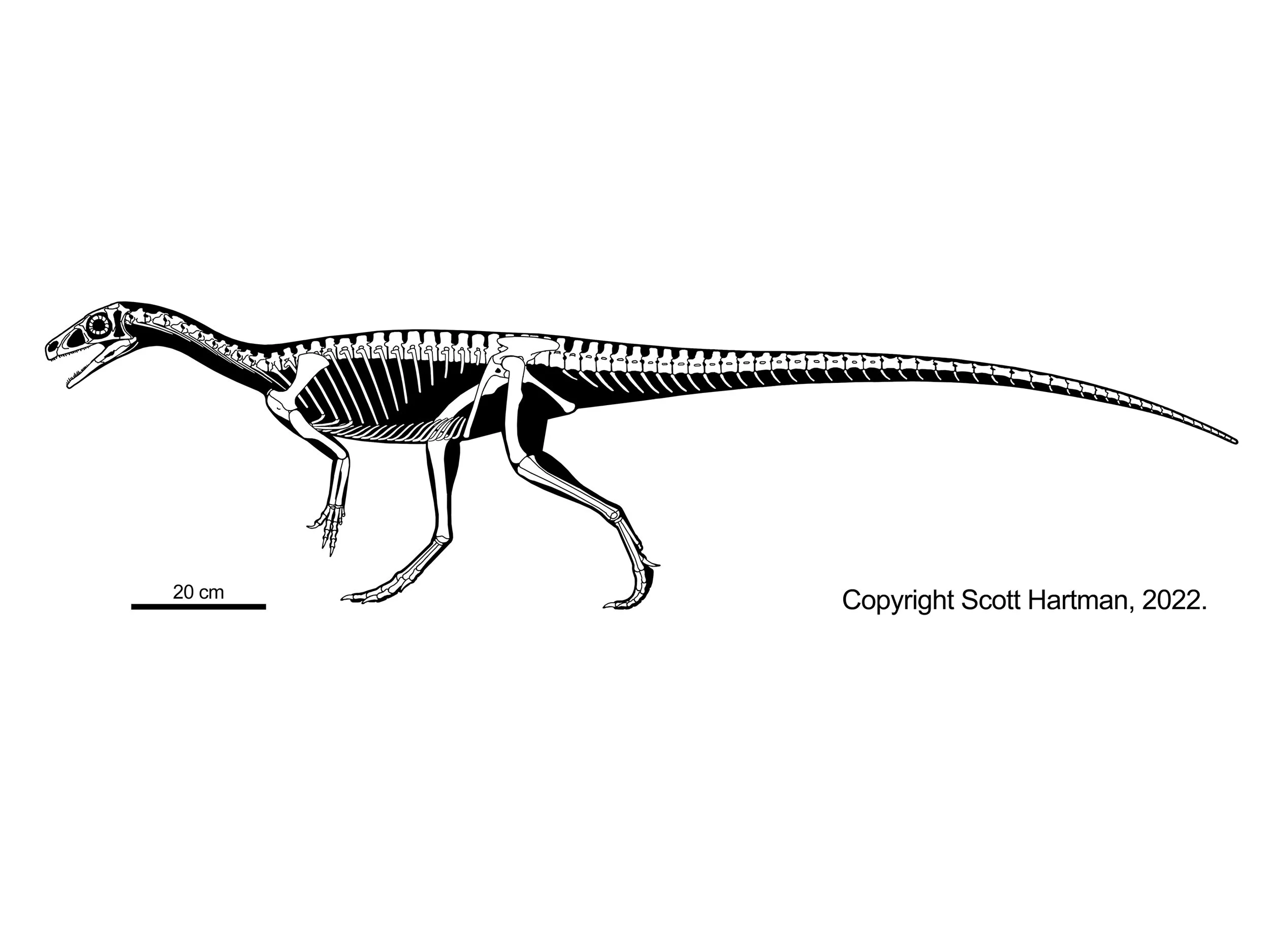 Skeletal reconstruction of a small bipedal basal sauropodomorph in left lateral view