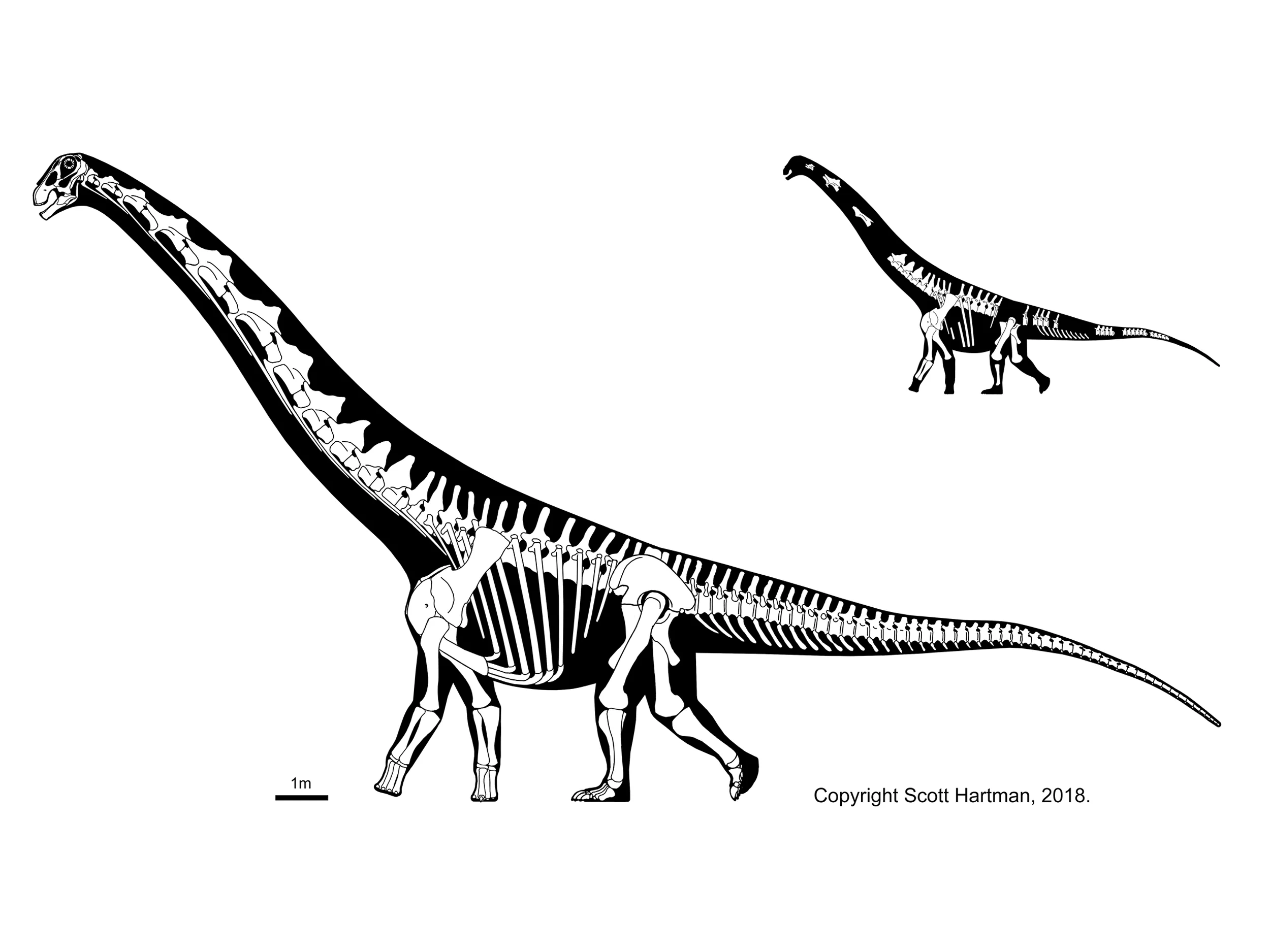 Skeletal reconstruction of a large brachiosaur-like sauropod in left lateral view, with a smaller known-material silhouette inset