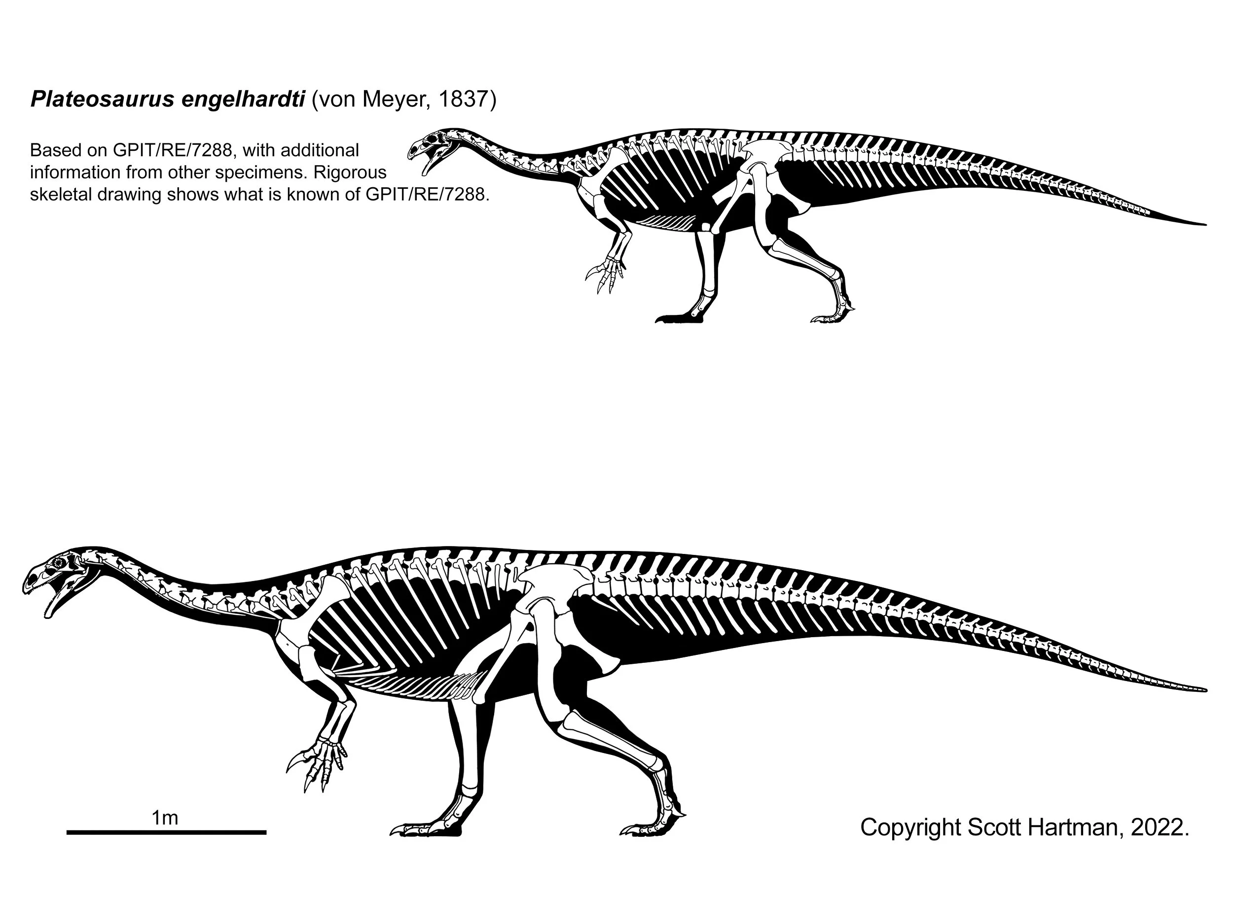 Plateosaurus engelhardti skeletals in left lateral view: a known-material silhouette above and a full skeletal reconstruction below