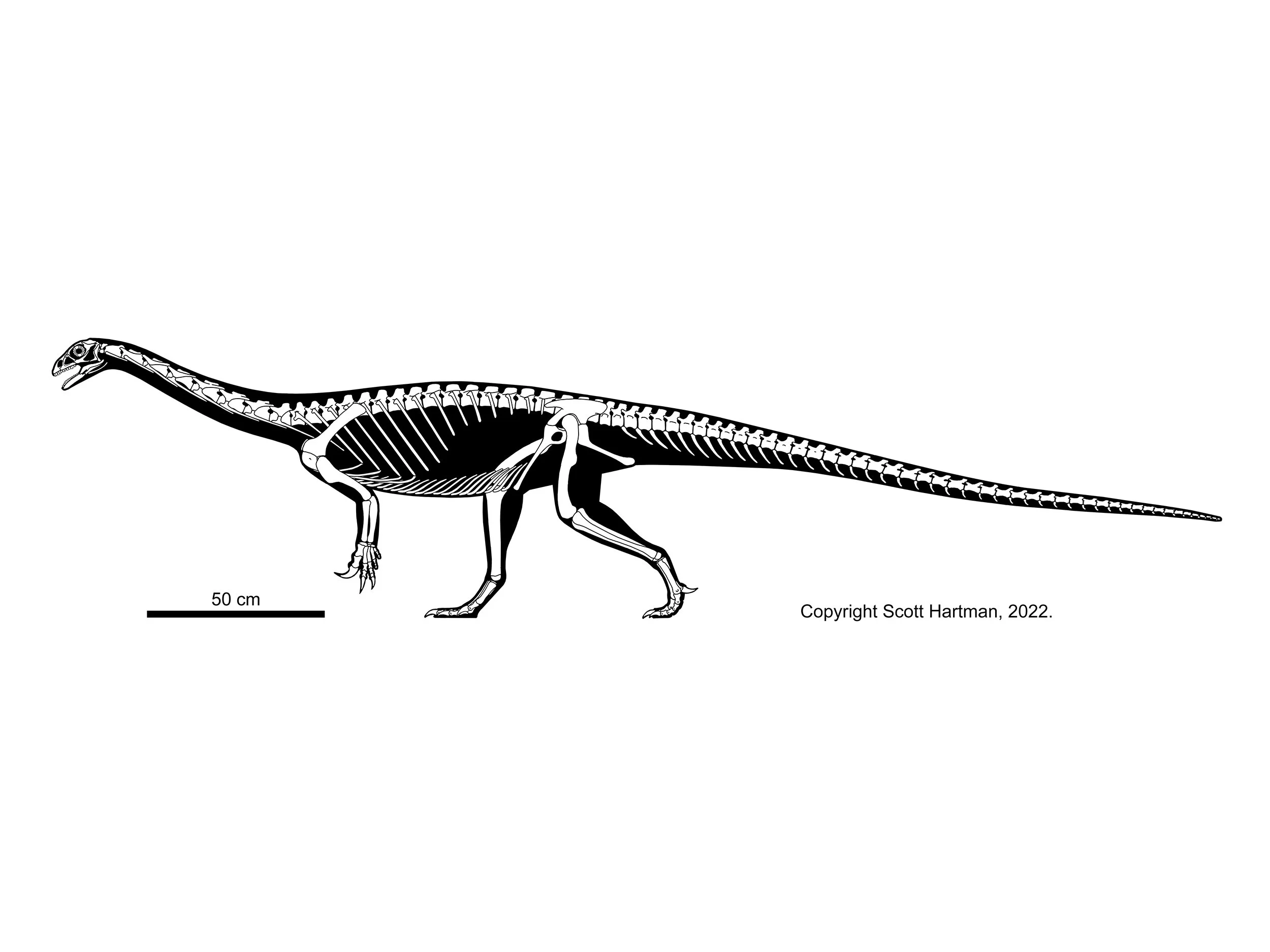 Skeletal reconstruction of Anchisaurus (a basal sauropodomorph or "prosauropod") in left lateral view