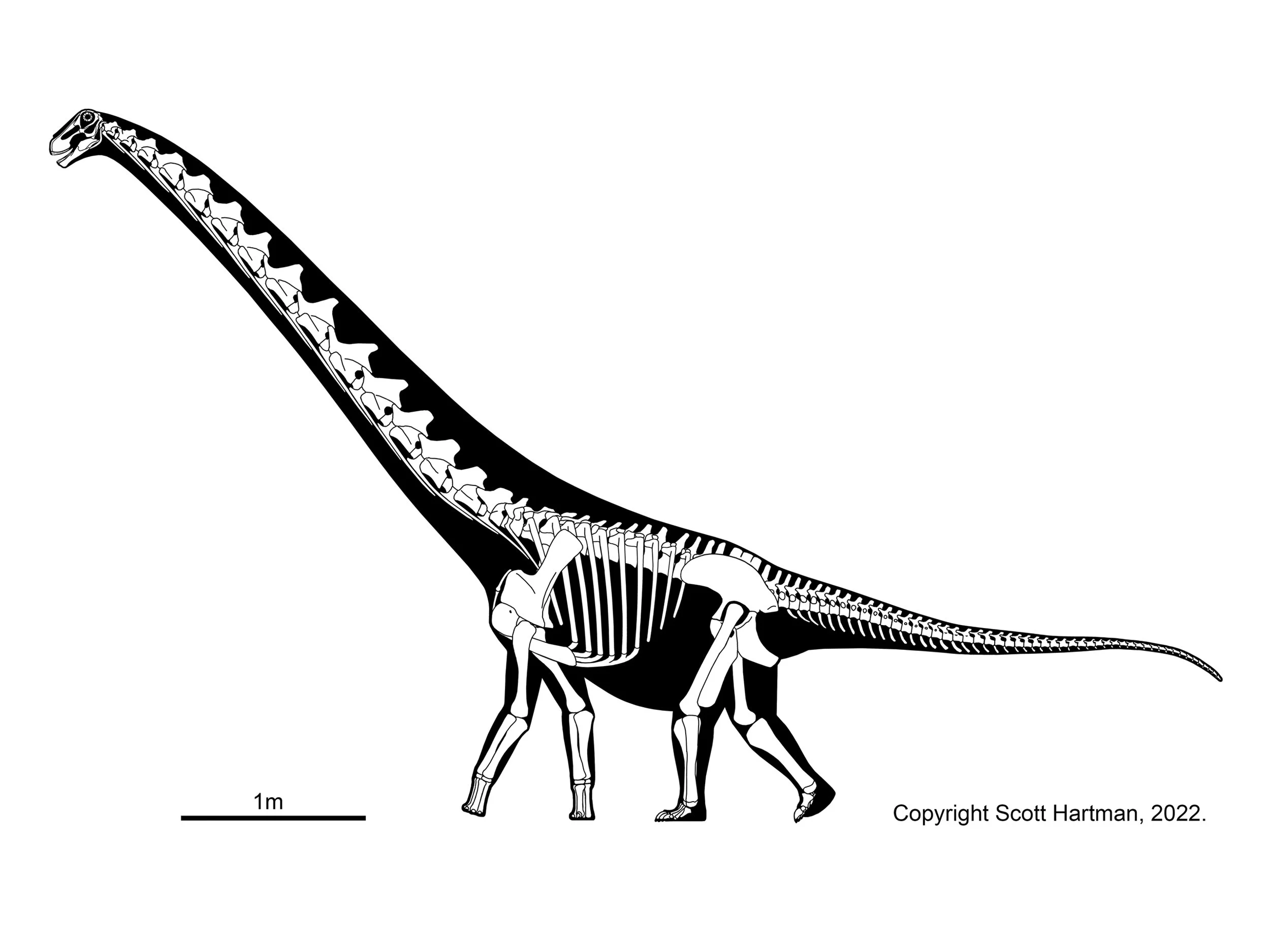 Skeletal reconstruction of a brachiosaur-like sauropod in left lateral view, with a steeply raised neck