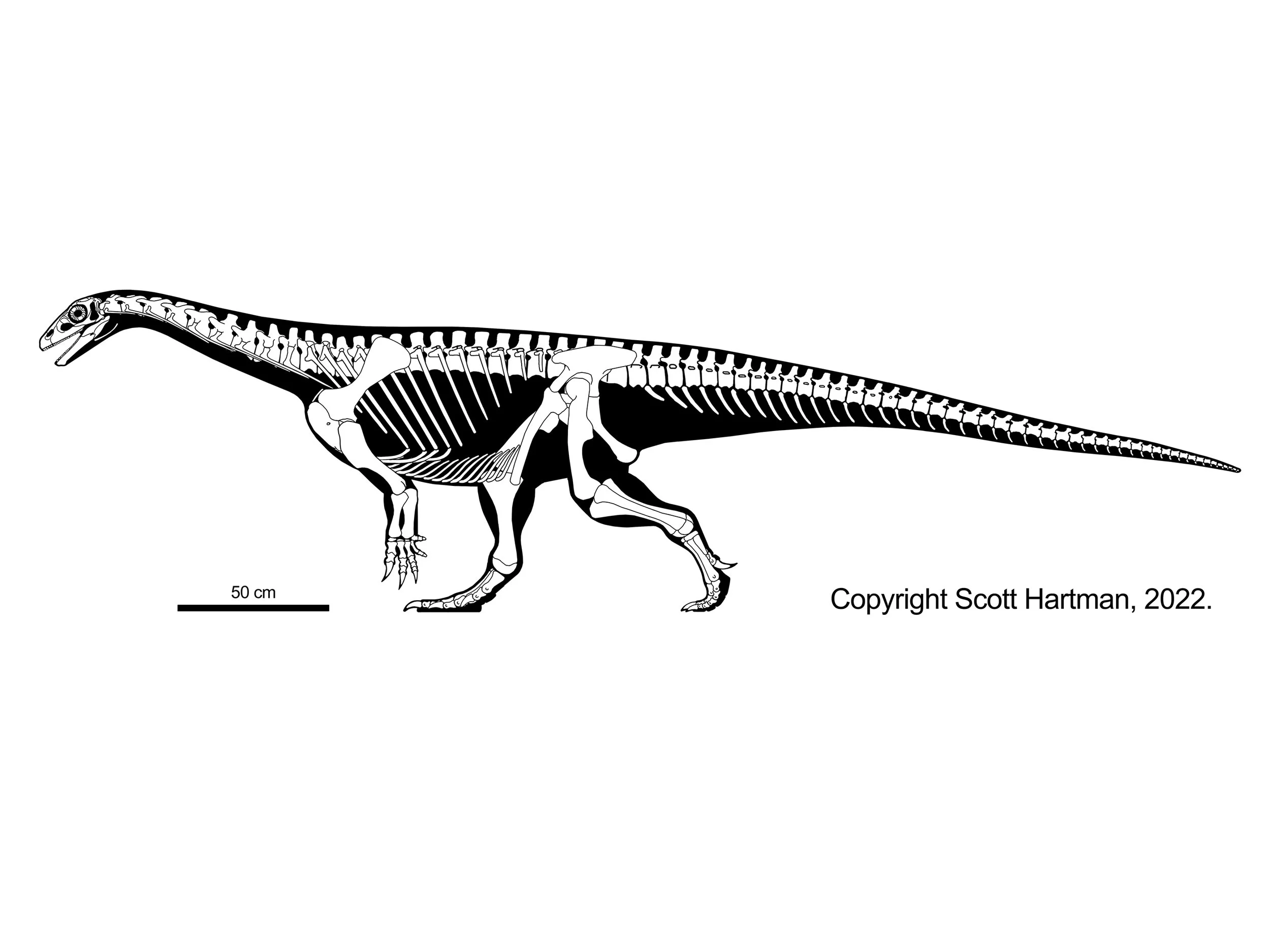 Skeletal reconstruction of a basal sauropodomorph ("prosauropod") in left lateral view