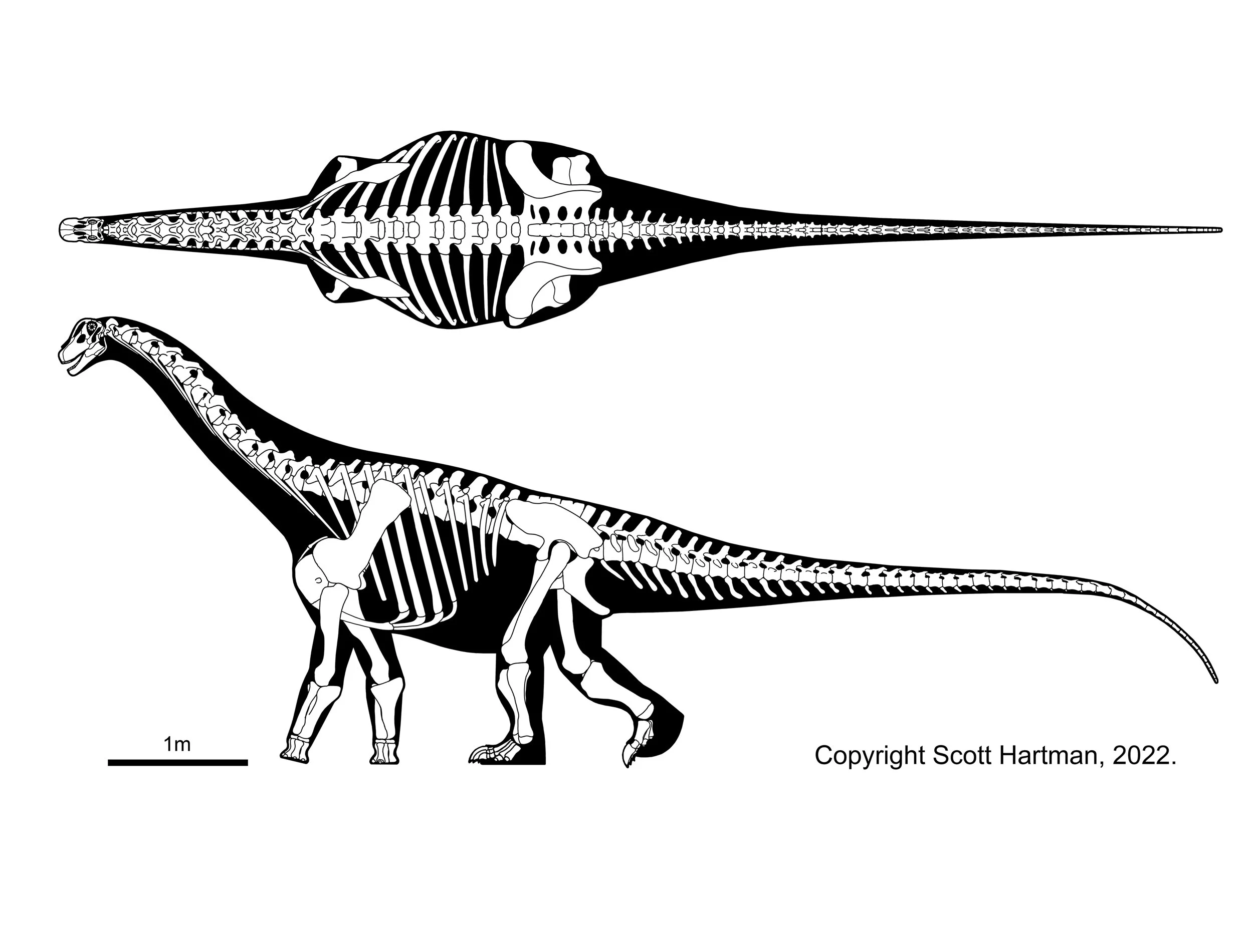 Skeletal reconstruction of a sauropod shown in two views, dorsal (top-down) above and left lateral below