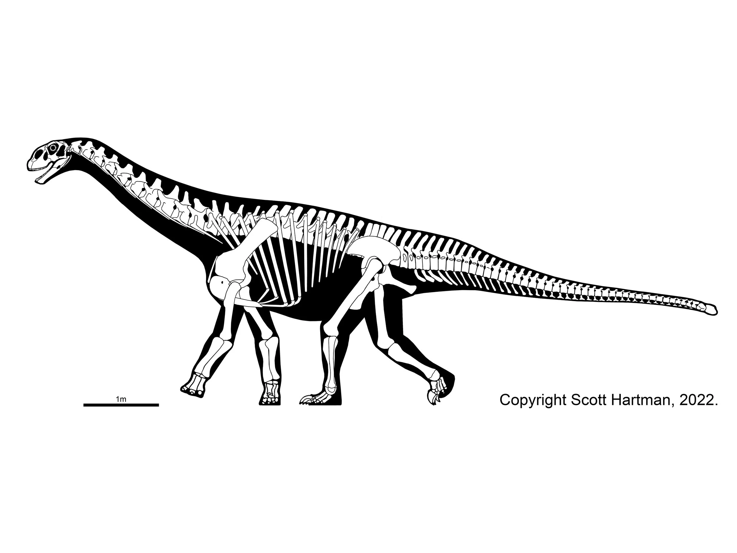 Skeletal reconstruction of a brachiosaur-like sauropod in left lateral view, with a steeply raised neck