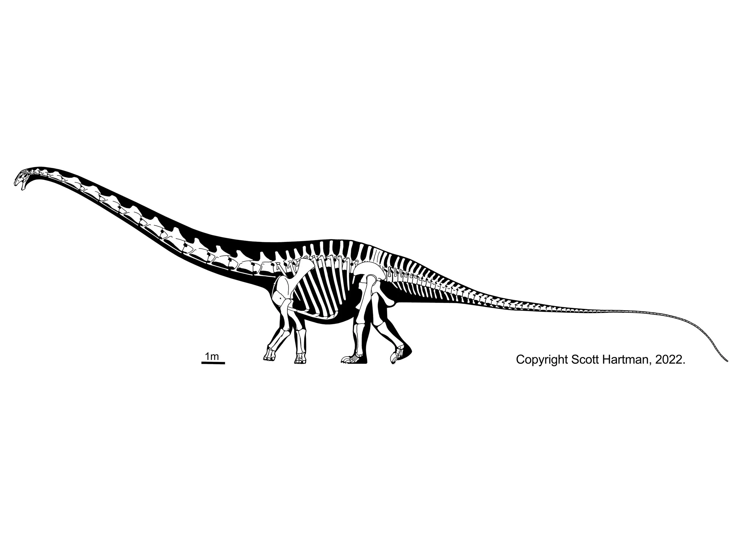 Skeletal reconstruction of a long-necked sauropod in left lateral view, walking