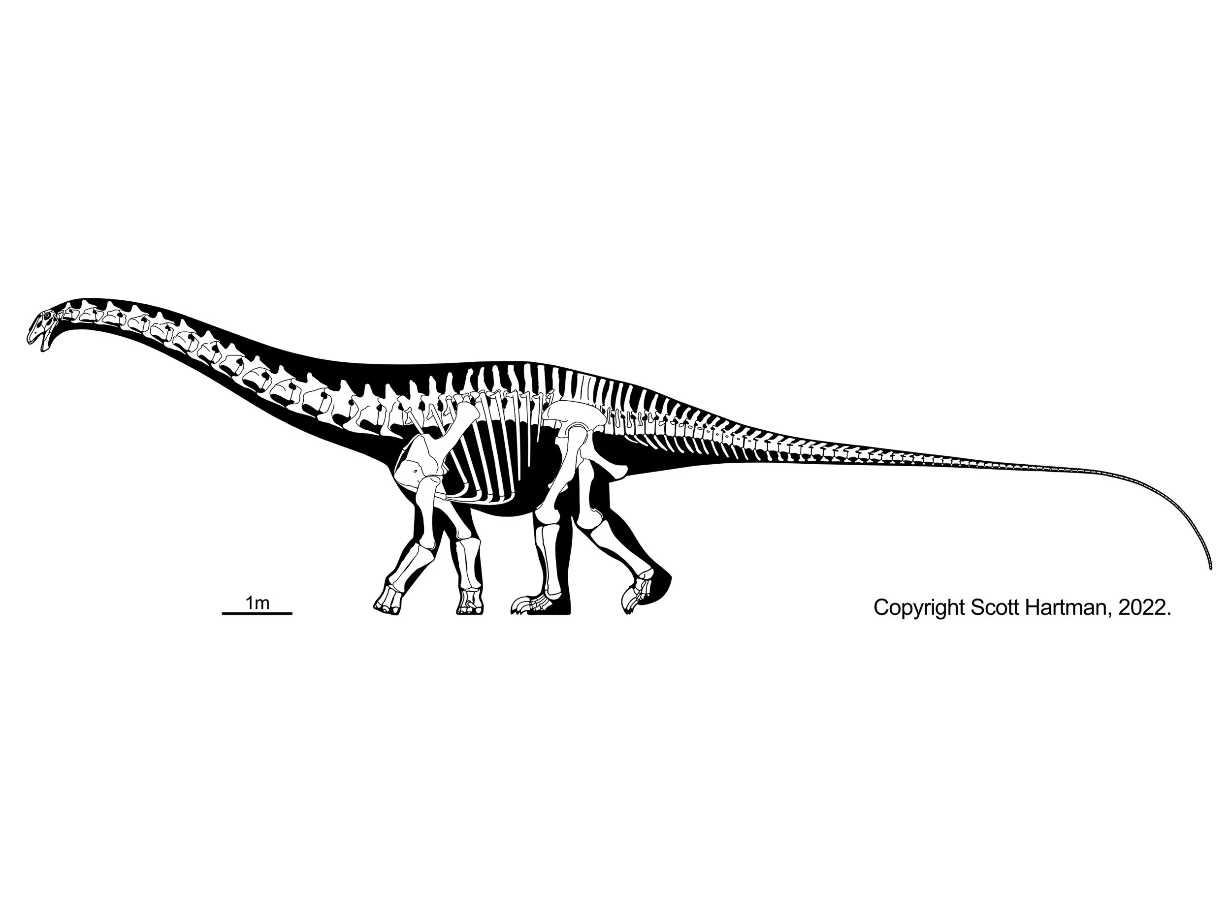 Skeletal reconstruction of Apatosaurus ajax in left lateral view, walking