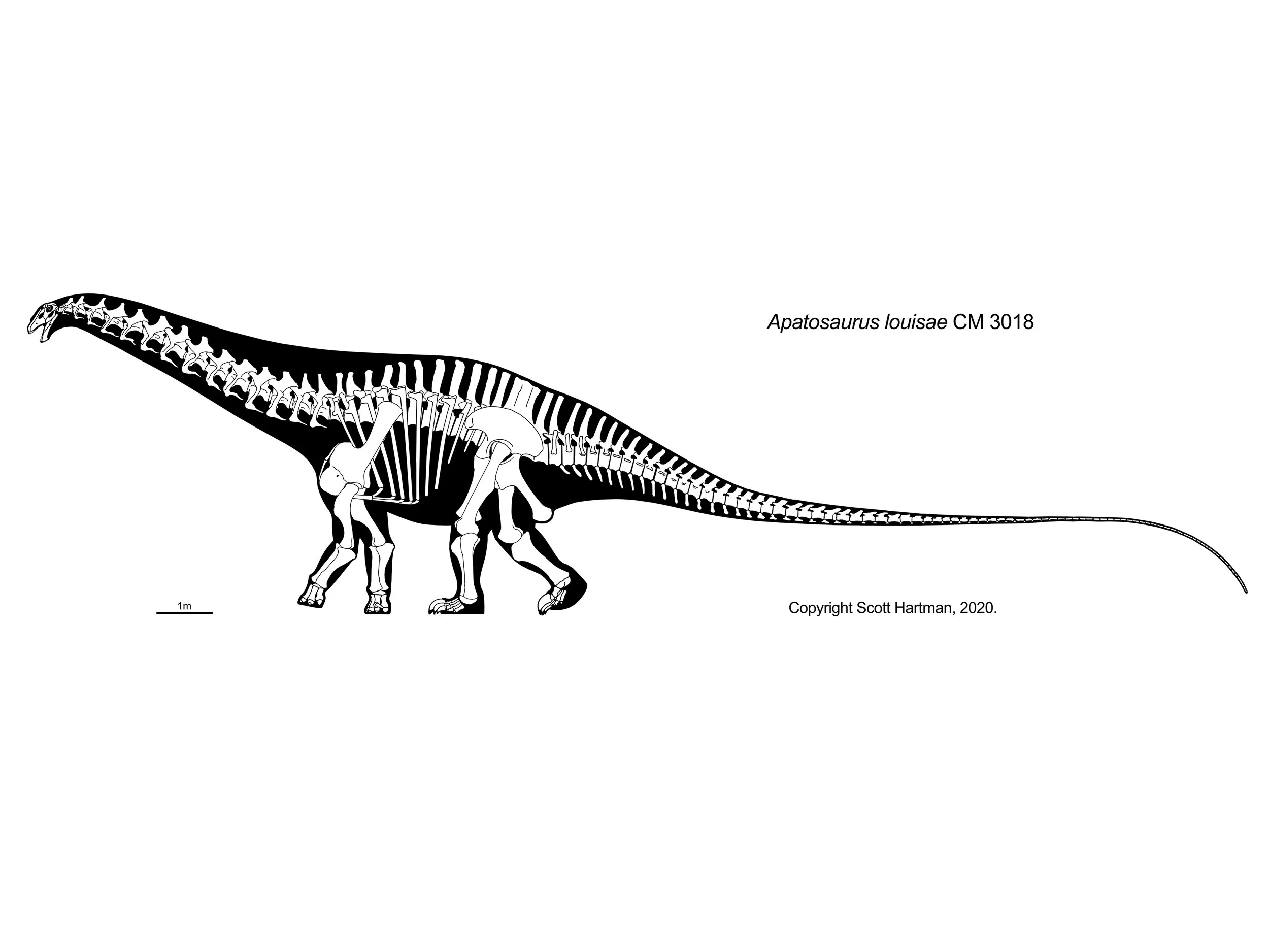 Skeletal reconstruction of Apatosaurus louisae (CM 3018) in left lateral view