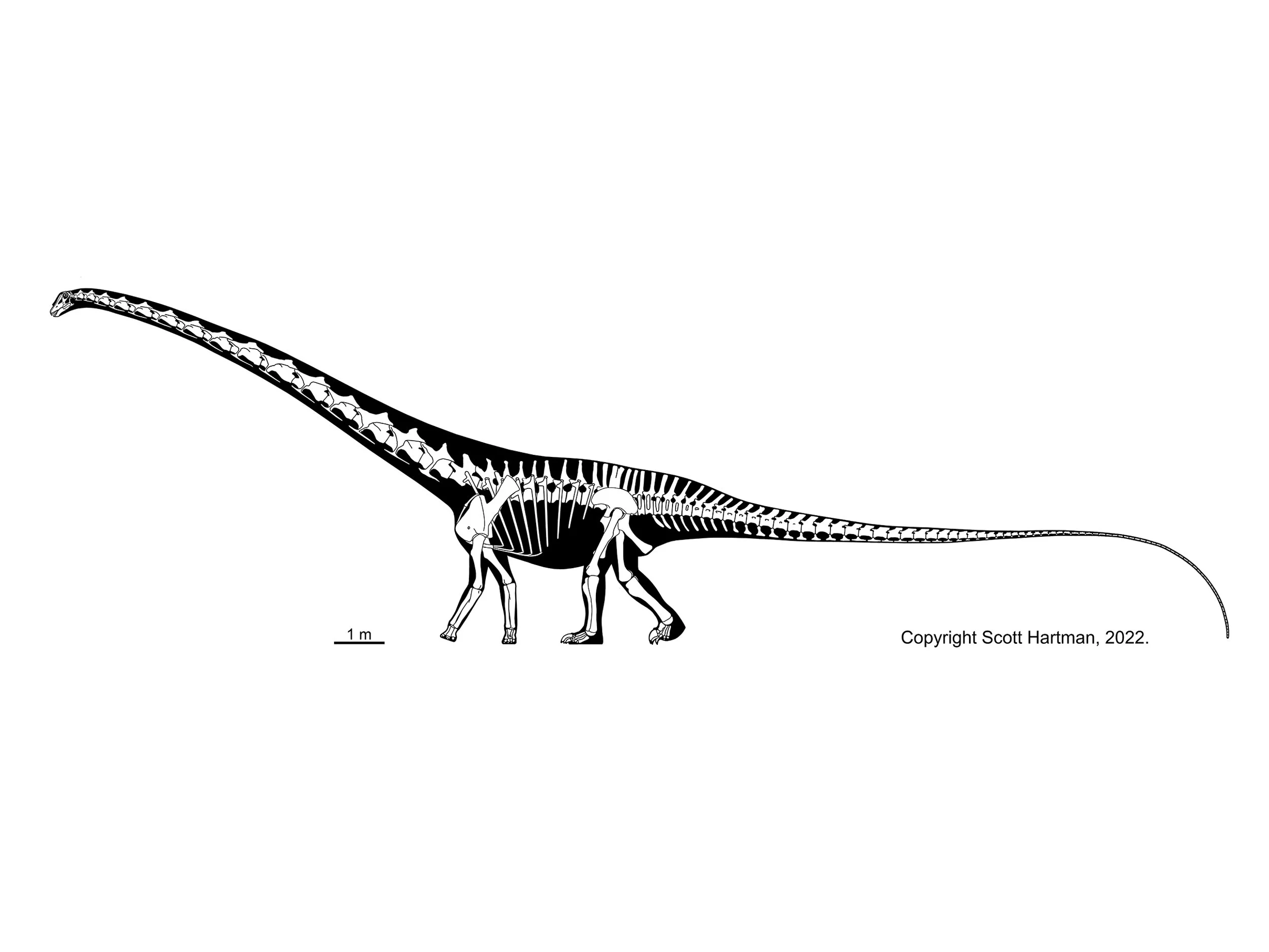 Skeletal reconstruction of Barosaurus lentus in left lateral view, walking