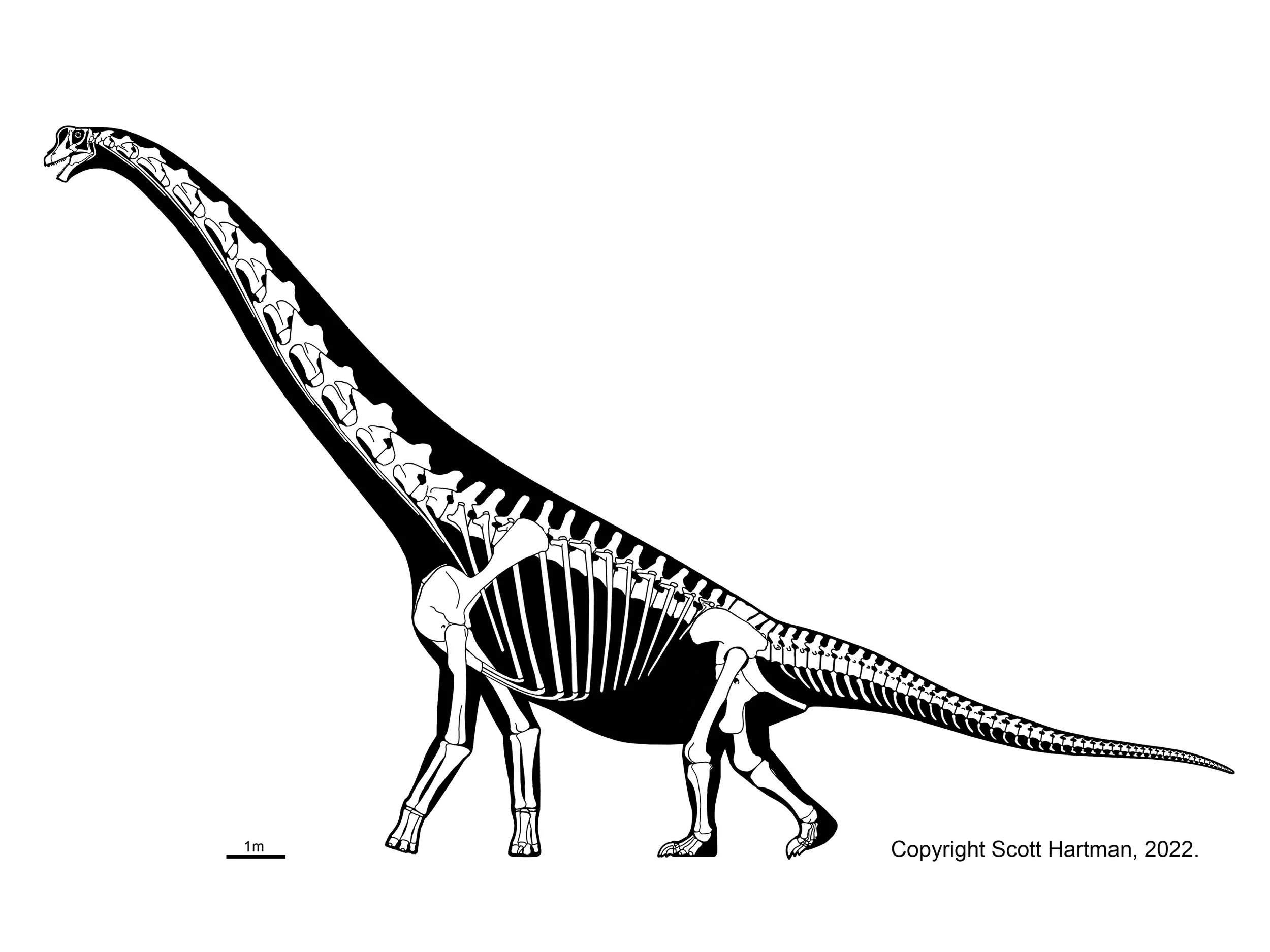Skeletal reconstruction Brachiosaurus in left lateral view, walking
