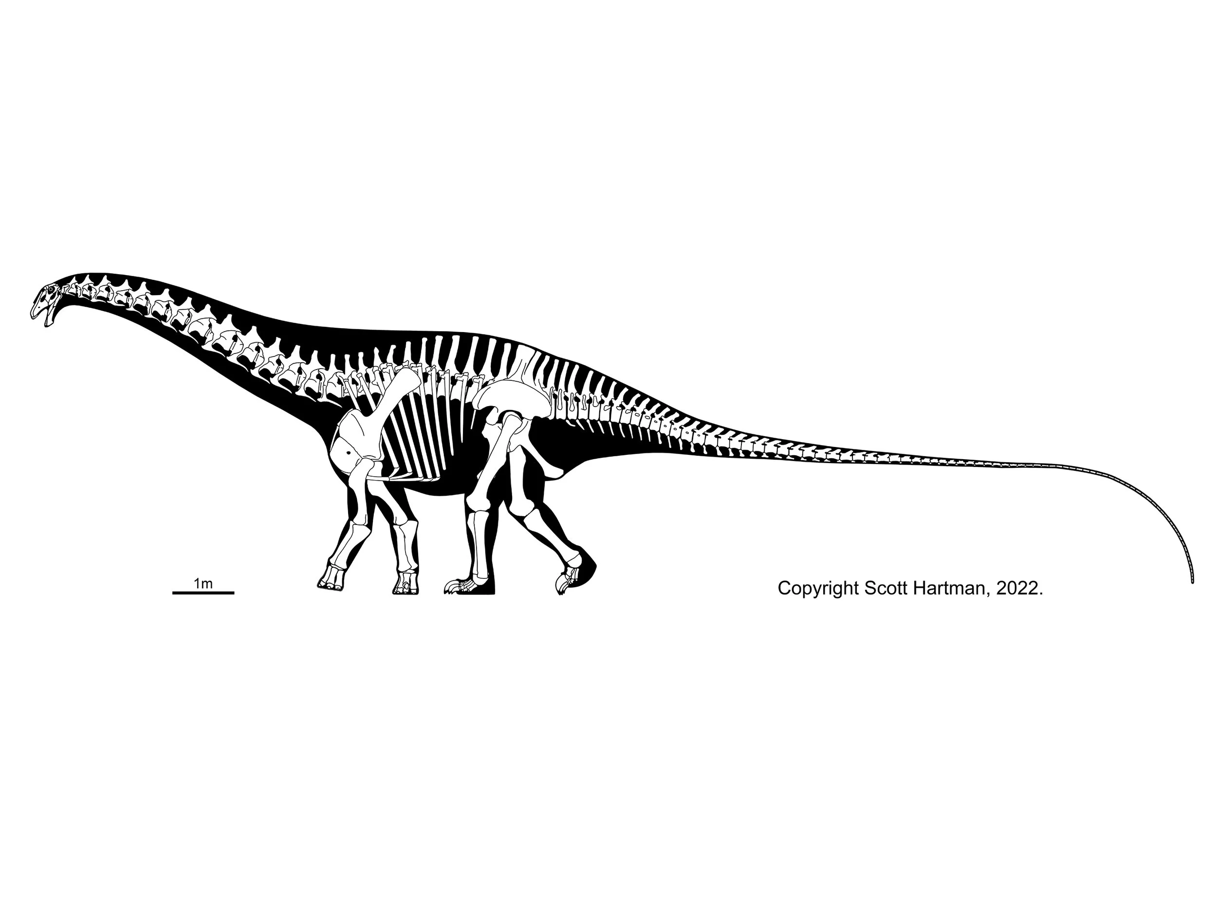 Skeletal reconstruction Brontosaurus in left lateral view