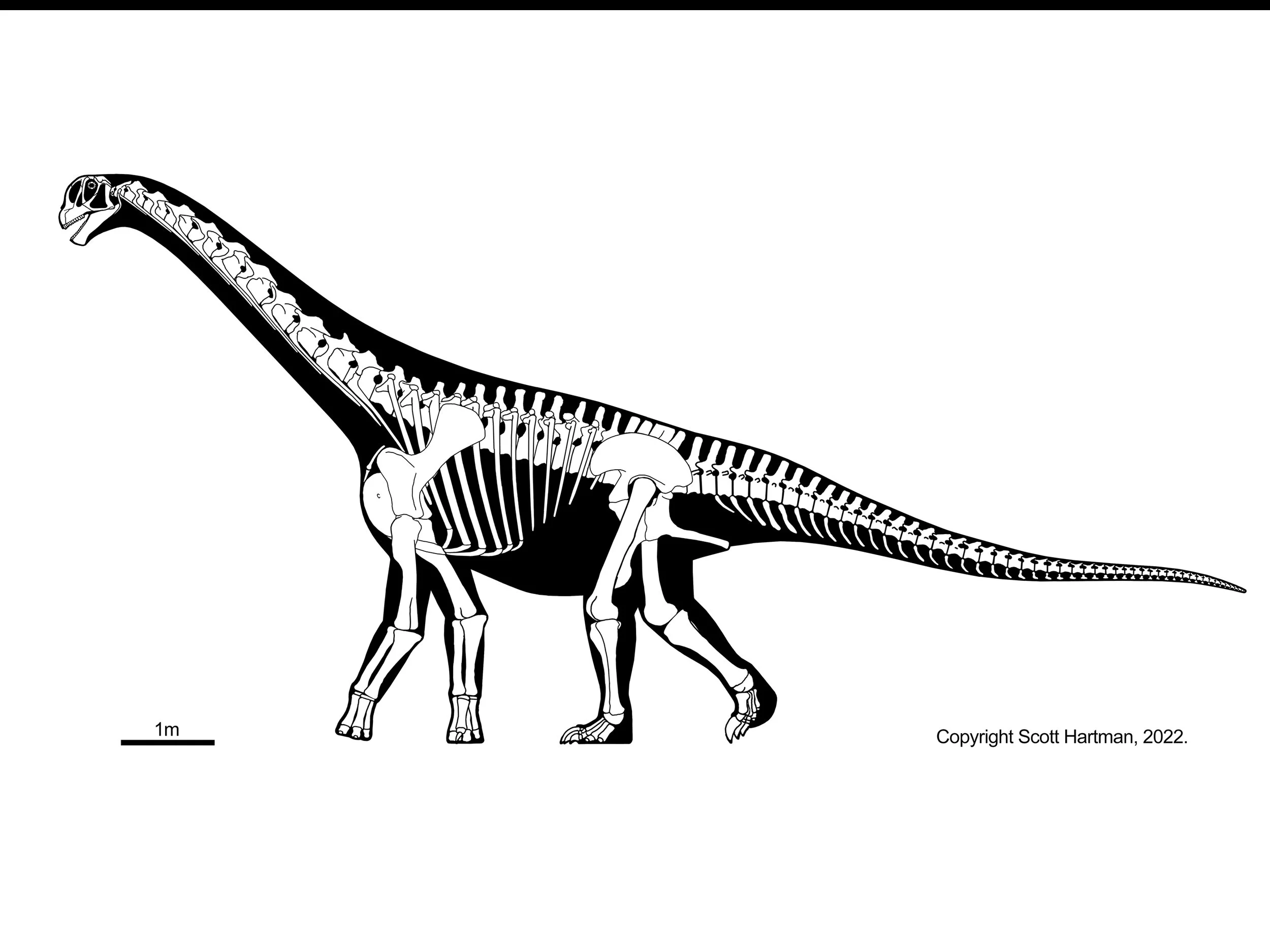 Skeletal reconstruction of Camarasaurus in left lateral view, walking