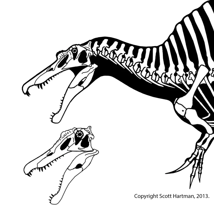 Skull reconstructions of Spinosaurus (top) and Irritator compared.