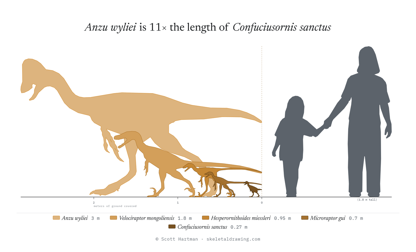 A size comparison of Anzu, Velociraptor, Hesperornithoides, Microraptor, Confuciusornis and a parent and child set of humans