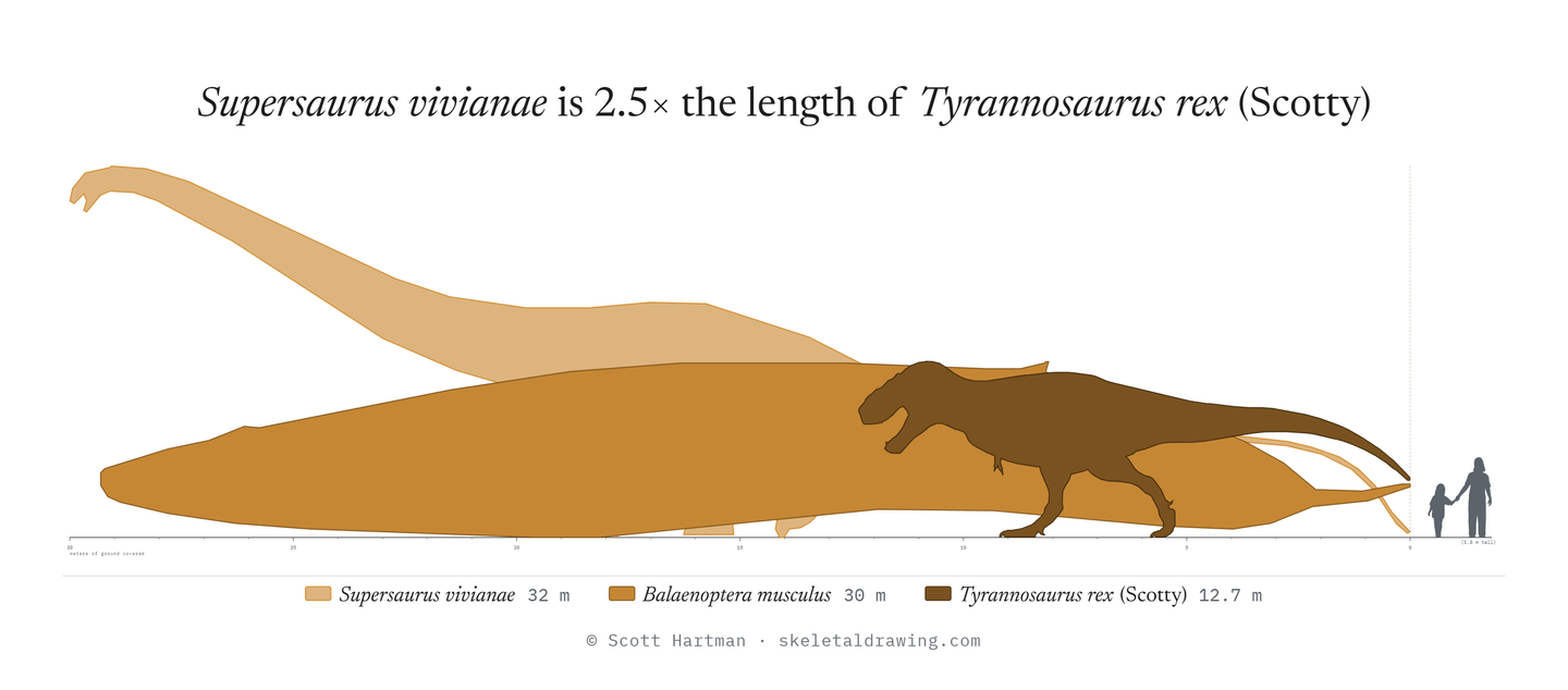 A size comparison of Supersaurus, Tyrannosaurus and a blue whale to a parent and child set of humans