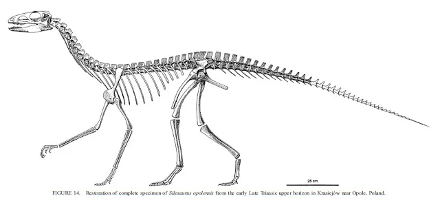 Line-drawing skeletal reconstruction of Silesaurus in left lateral standing pose from its original description
