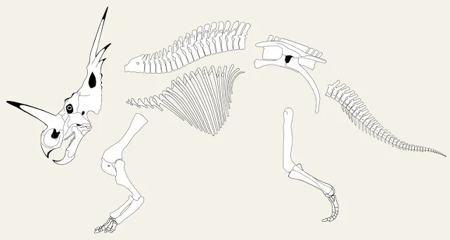 Exploded diagram of a Styracosaurus skeleton with skull, vertebral series, and limb bones separated out