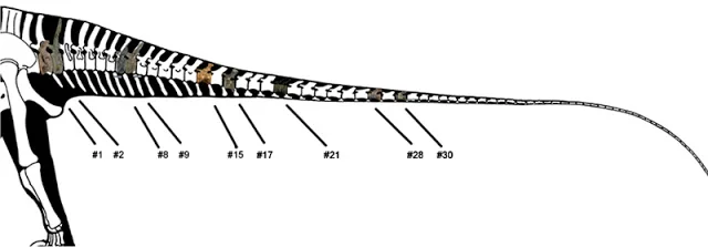 Skeletal reconstruction of the sauropod Supersaurus in left lateral view, tail extended, showing preserved bones in white on a black silhouette