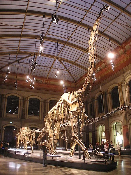 HMN SII, © Berlin Museum of Natural History, via WikiCommons.