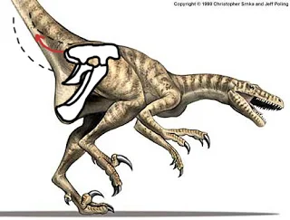 Life painting of a running dromaeosaur with a skeletal overlay of the pelvis and tail, showing the tail kinking sharply upward at the sacrum