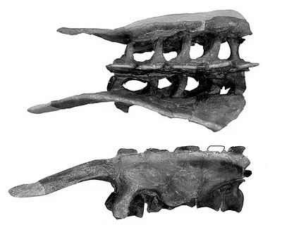 Photograph of a fused Camptosaurus sacrum fossil shown in two views