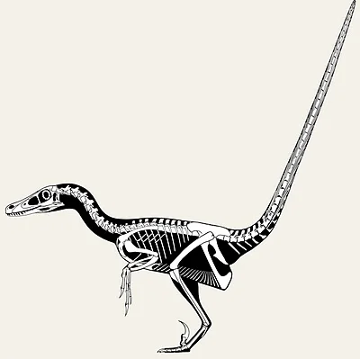 Dromaeosaur skeletal in left lateral view as a black silhouette, tail bones drawn in showing the gradual upward flex spread over several vertebrae