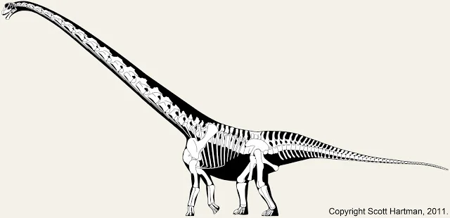 Skeletal reconstruction of the sauropod Mamenchisaurus in left lateral view, long neck to the left, showing a natural arch in the tail base behind the pelvis