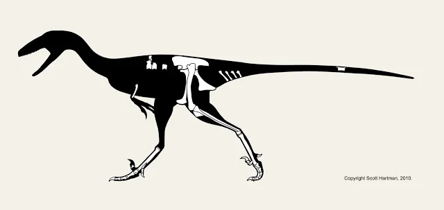 Known-material diagram of Talos sampsoni: black lateral silhouette with the preserved type-specimen bones shown in white