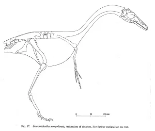 Dale Russell's 1969 line-drawing skeletal restoration of Saurornithoides in left lateral view, limb outlines dotted where unknown, with a scale bar