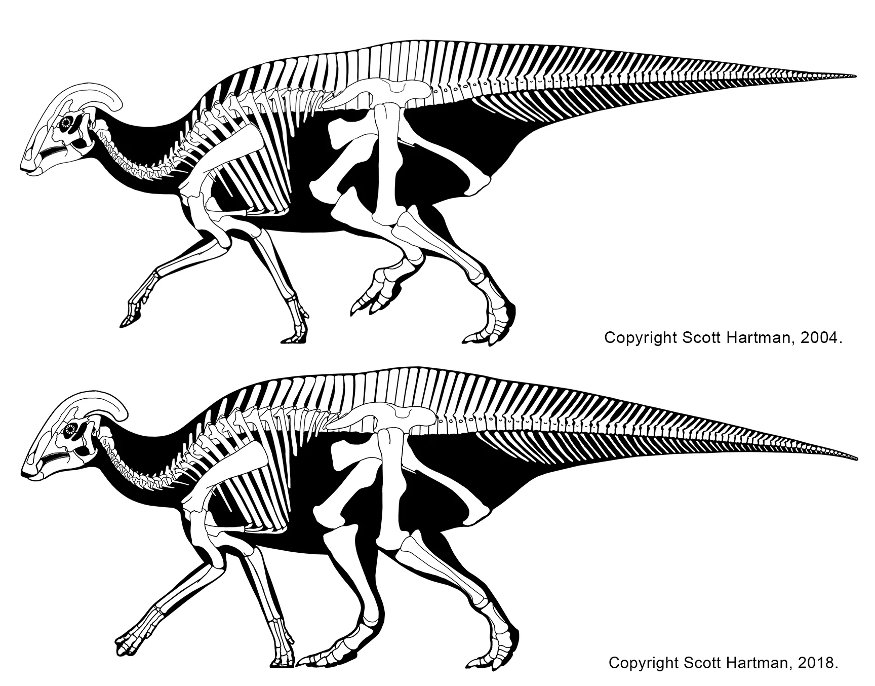 Two skeletal reconstructions of Parasaurolophus cyrtocristatus in left lateral view, the 2004 version above and the reposed 2018 version below