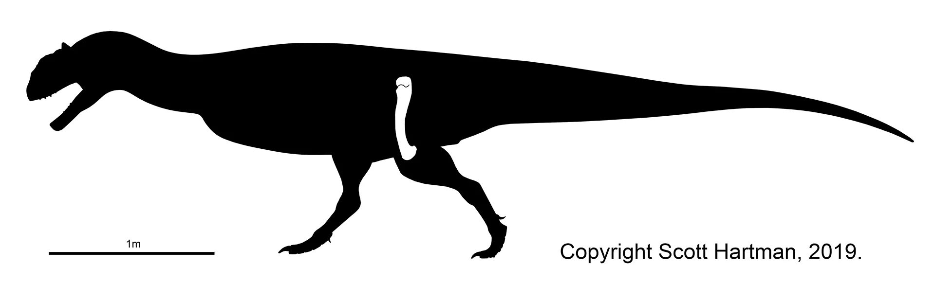 Black theropod silhouette in left lateral view with a single femur shown in white, plus a 1 metre scale bar