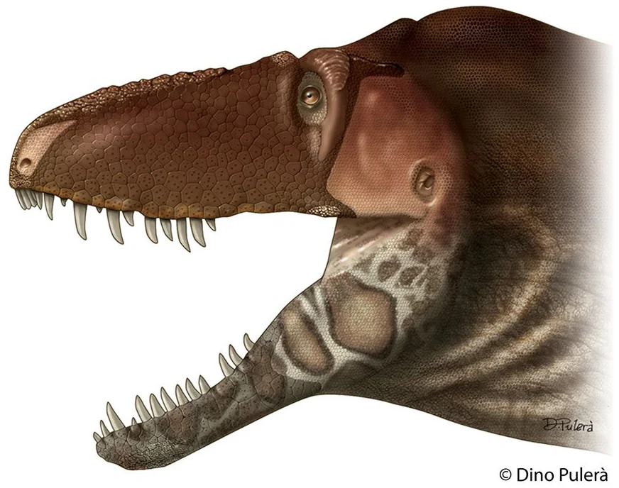 A lipless Daspletosaurus horneri.
