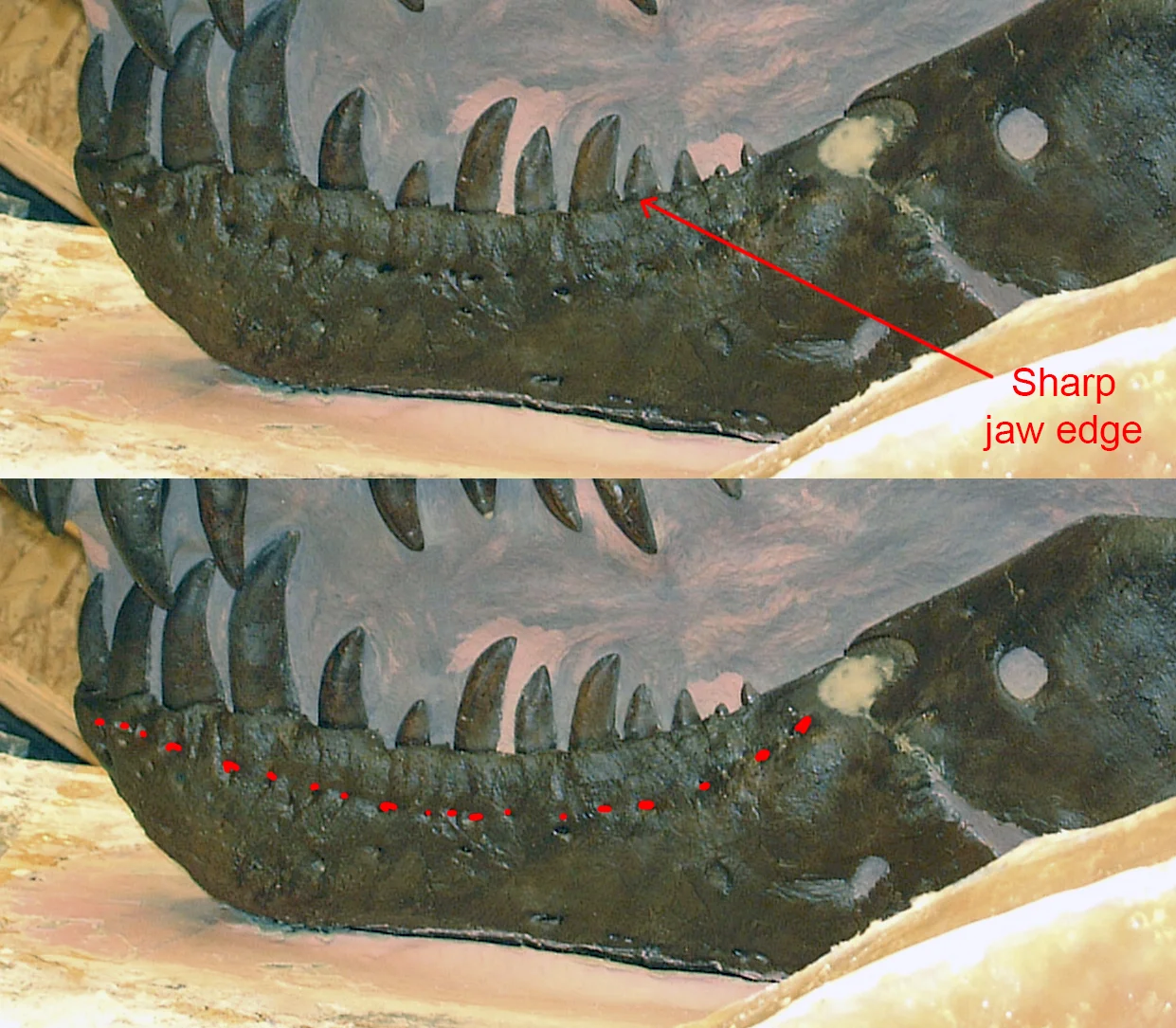 MOR 980 mandible - foramina highlighted in red on the bottom image