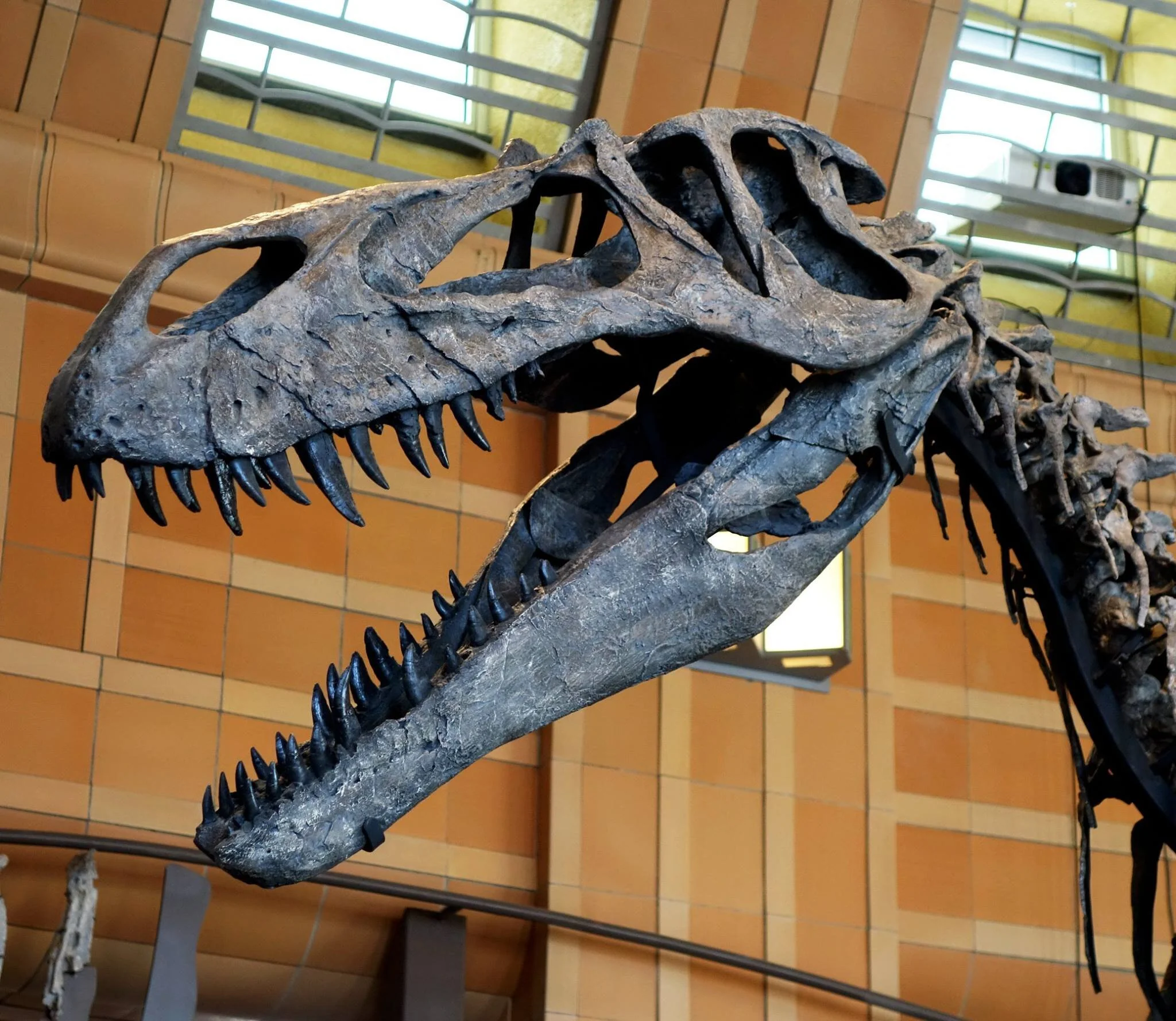 The more elongate skull of Torvosaurus, as seen in the new Cincinnati mount. Photo Copyright Larry Witmer Lab.