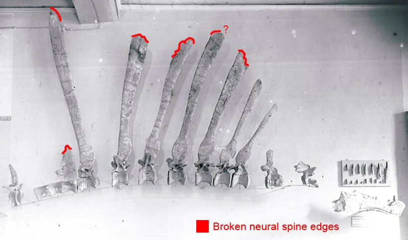 Photo modified from Smith, et al., 2006. Red shows broken edges on neural spines.