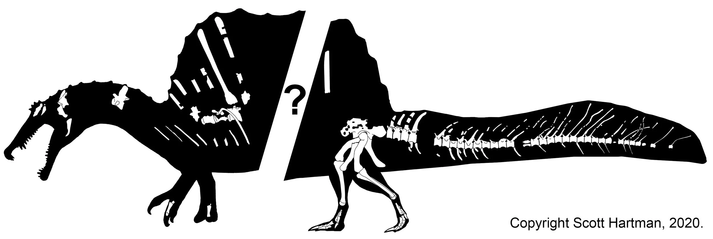 Schematic skeletal of FSAC-KK 11888 with the new tail from 2020 and some updated preservational information. Aside from the tail this is still using the proportions from Ibrahim, et al. (2014).