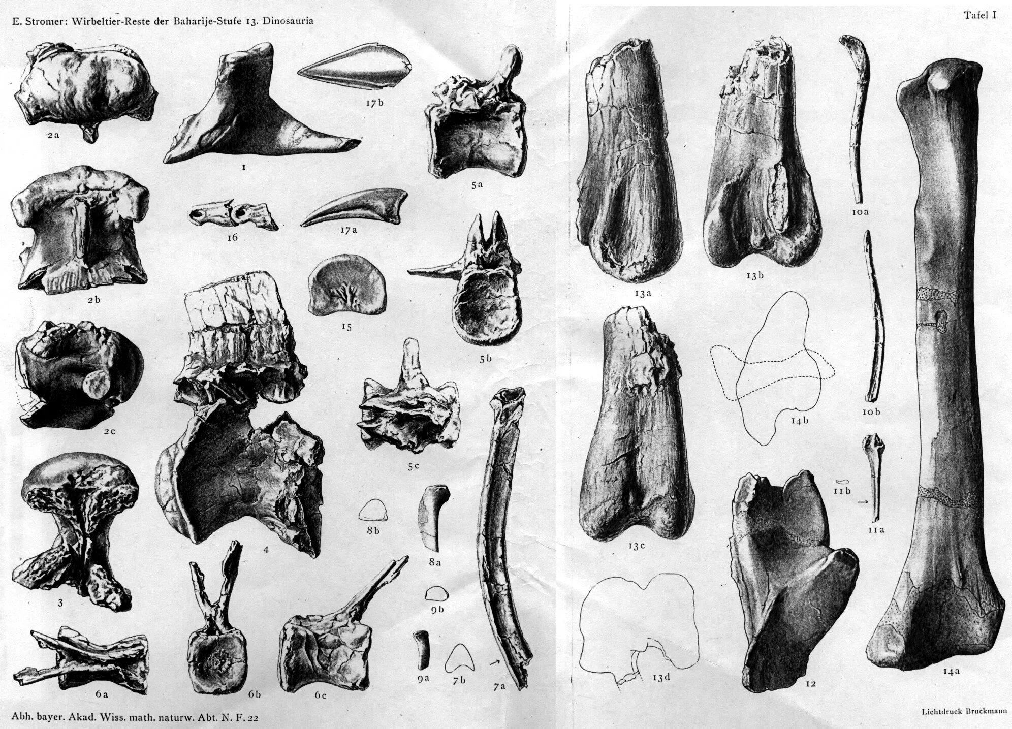 The remains of Spinosaurus B, as figured by Stromer in 1934.
