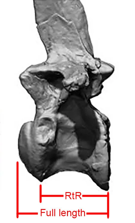 Different ways to measure the length of a vertebrae: Either the longest length of the centrum, or the shorter rim to rim (RTR) length. Image modified from Ibrahim, et al. (2014) supplemental figure S2.