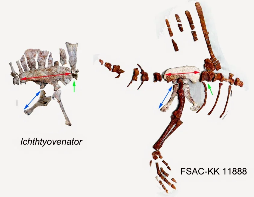 Also from Cau's Theropoda blog.