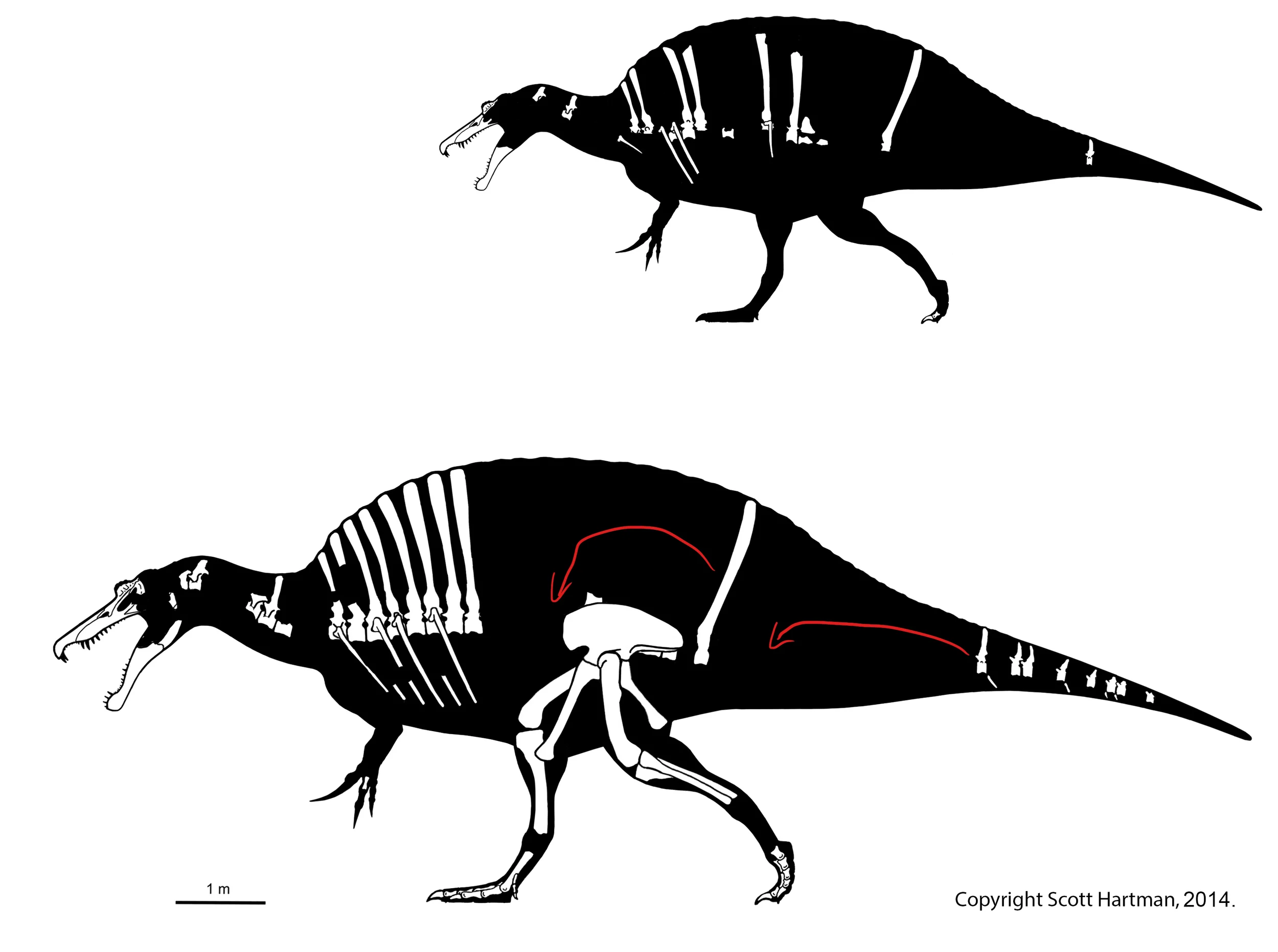 Schematic known-material diagram of two Spinosaurus silhouettes stacked, white preserved bones on black, red arrows marking the reduced pelvis and hind limb