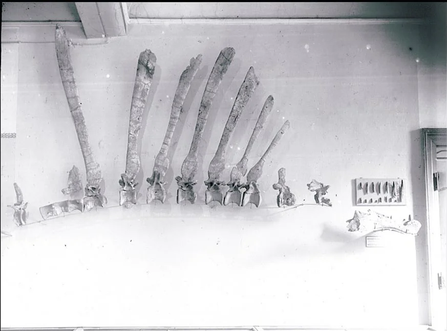 Archival black-and-white photo of Stromer's Spinosaurus dorsal vertebrae with tall neural spines mounted in a row on a museum wall