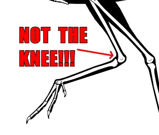 Cartoon of a bird's hind legs with a red arrow pointing at the ankle joint and the caption "NOT THE KNEE!!!"