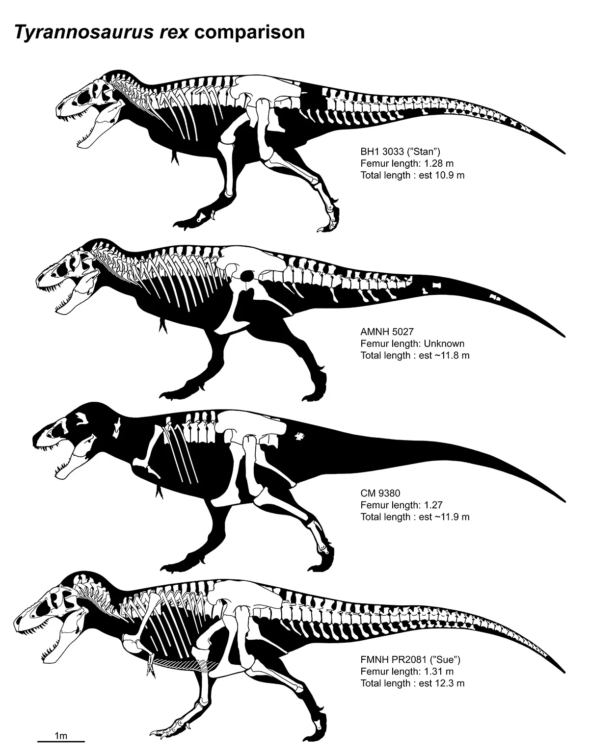 Comparison of four Tyrannosaurus rex specimens (Stan, AMNH 5027, CM 9380, Sue) as skeletals in left lateral view with femur and total length labeled